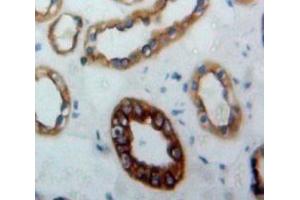 anti-Jagged 1 (JAG1) (AA 826-1084) antibody