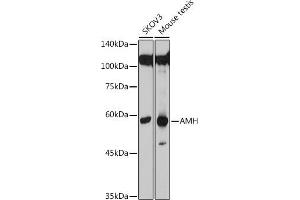 Western blot analysis of extracts of various cell lines, using AMH antibody (ABIN7265629) at 1:500 dilution. (AMH anticorps  (AA 20-280))
