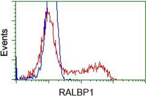 HEK293T cells transfected with either pCMV6-ENTRY RALBP1 (RC201524) (Red) or empty vector control plasmid (Blue) were immunostained with anti-RALBP1 mouse monoclonal (ABIN2453583), and then analyzed by flow cytometry. (RALBP1 anticorps)
