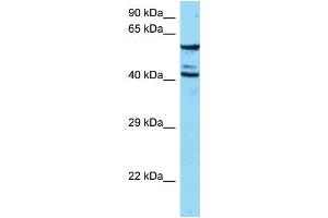 WB Suggested Anti-ESAM Antibody   Titration: 1.
