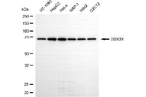 Western blotting analysis using DDX3X antibody (ABIN7798286).