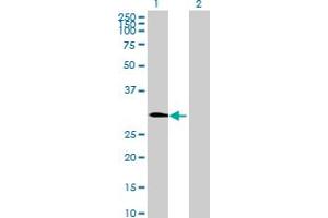 Western Blot analysis of PLEKHF2 expression in transfected 293T cell line by PLEKHF2 MaxPab polyclonal antibody. (PLEKHF2 anticorps  (AA 1-249))