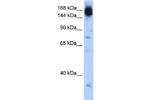 NCAPD2 antibody used at 0. (NCAPD2 anticorps  (C-Term))