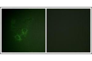 Immunofluorescence analysis of HeLa cells, using AhR Antibody.