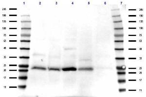 Western Blot of Rabbit Anti-TAF10 antibody.