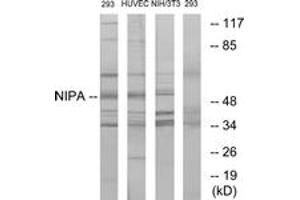 Western blot analysis of extracts from 293/HuvEc/NIH-3T3, using NIPA (Ab-354) Antibody. (ZC3HC1 anticorps  (AA 320-369))