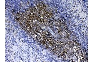 IHC testing of FFPE mouse spleen tissue with CD90 antibody. (CD90 anticorps)