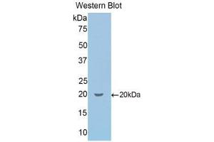 Western Blotting (WB) image for anti-Secretogranin II (SCG2) (AA 430-586) antibody (ABIN1860503) (SCG2 anticorps  (AA 430-586))