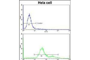 Flow cytometric analysis of hela cells using MCAM Antibody (bottom histogram) compared to a negative control cell (top histogram)FITC-conjugated goat-anti-rabbit secondary antibodies were used for the analysis. (MCAM anticorps  (AA 161-189))