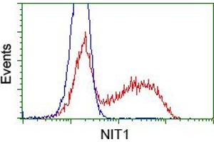 Image no. 2 for anti-Nitrilase 1 (NIT1) antibody (ABIN1499735) (Nitrilase 1 anticorps)