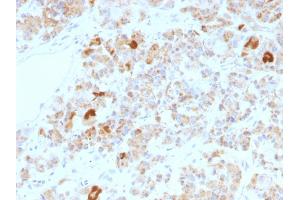 Formalin-fixed, paraffin-embedded human Pituitary stained with LH alpha Mouse Monoclonal Antibody (LHa/756). (CGA anticorps)