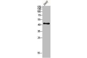 Western blot analysis of 293T lysis using MKP-1/2 antibody. (DUSP1 anticorps  (Ser296, Ser318))