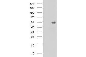 Image no. 1 for anti-Ubiquinol-Cytochrome C Reductase Core Protein I (UQCRC1) (AA 46-305) antibody (ABIN1491532) (UQCRC1 anticorps  (AA 46-305))