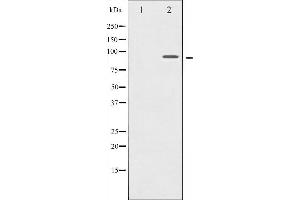 Western blot analysis of MSK1 expression in HT29 whole cell lysates,The lane on the left is treated with the antigen-specific peptide. (MSK1 anticorps  (Internal Region))