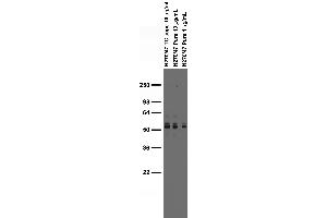 Adult rat brain membrane immunoblot.