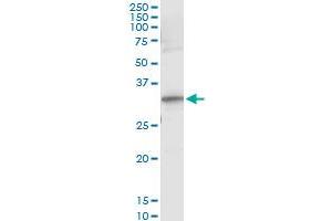 Immunoprecipitation of RYBP transfected lysate using anti-RYBP monoclonal antibody and Protein A Magnetic Bead , and immunoblotted with RYBP MaxPab rabbit polyclonal antibody.