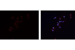 ABIN6279474 staining HEPG2 cells by IF/ICC. (GNG7 anticorps  (Internal Region))