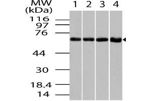anti-Chaperonin (AA 50-300) antibody