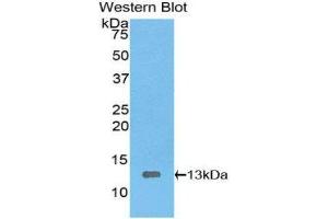 Western Blotting (WB) image for anti-High Mobility Group AT-Hook 1 (HMGA1) (AA 1-107) antibody (ABIN1078144) (HMGA1 anticorps  (AA 1-107))