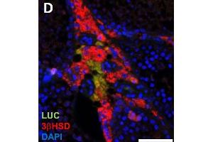 Luciferase expression in F1B-TMIR mouse testes. (HSD3B2 anticorps)