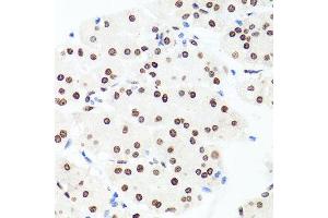 Immunohistochemistry of paraffin-embedded human stomach using H1F0 antibody at dilution of 1:100 (x40 lens). (Histone H1 anticorps)