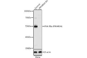 Western blot analysis of extracts from normal (control) and PKA RIIα (PRKA)/PKR2 knockout (KO) HeLa cells, using PKA RIIα (PRKA)/PKR2 antibody (ABIN1513416, ABIN3022083, ABIN3022084 and ABIN5663933) at 1:1000 dilution.