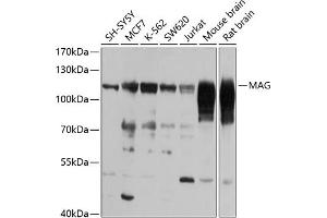 Western blot analysis of extracts of various cell lines, using MAG antibody (ABIN6128314, ABIN6143433, ABIN6143434 and ABIN6223006) at 1:1000 dilution. (MAG anticorps)
