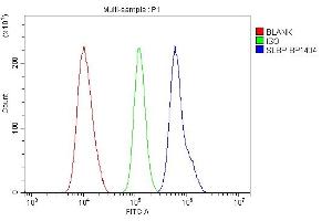 Flow Cytometry analysis of U87 cells using anti-SLBP antibody (ABIN7600074). (SLBP anticorps  (AA 146-270))