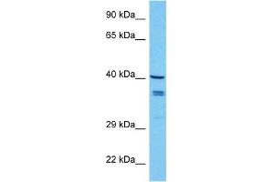 Host:  Mouse  Target Name:  WNT7B  Sample Tissue:  Mouse Spleen  Antibody Dilution:  1ug/ml