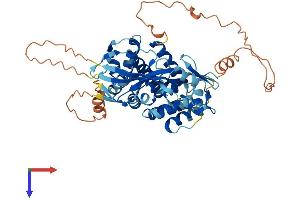 AlphaFold protein structure predicition of Human Recombinant GSDMC Protein, UniprotID Q9BYG8