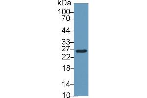 Western Blot; Sample: Mouse Liver lysate; Primary Ab: 1µg/ml Rabbit Anti-Mouse GSTm2 Antibody Second Ab: 0.