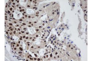 Image no. 7 for anti-Apurinic/Apyrimidinic Endonuclease 1 (APEX1) (AA 1-242) antibody (ABIN1490625)