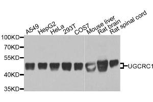 Western blot analysis of extracts of various cell lines, using UQCRC1 antibody. (UQCRC1 anticorps  (AA 156-480))