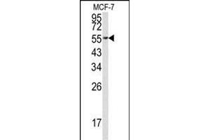 Western blot analysis of EEF1A1 Antibody (C-term) (ABIN390521 and ABIN2840873) in MCF-7 cell line lysates (35 μg/lane). (eEF1A1 anticorps  (C-Term))