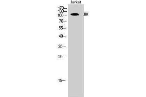 Western Blotting (WB) image for anti-TAO Kinase 3 (TAOK3) (Internal Region) antibody (ABIN3185262) (TAO Kinase 3 anticorps  (Internal Region))