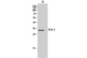 Western Blotting (WB) image for anti-Potassium Channel, Subfamily K, Member 7 (KCNK7) (C-Term) antibody (ABIN3187386)