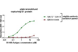 Sandwich ELISA assay with S1 protein of SARS-Cov-2.