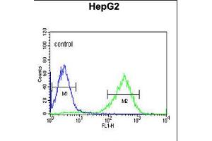 Flow cytometric analysis of HepG2 cells (right histogram) compared to a negative control cell (left histogram). (HFE2 anticorps  (C-Term))