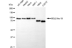 anti-BCL2-Like 13 (Apoptosis Facilitator) (BCL2L13) antibody