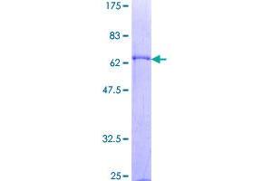 Image no. 1 for CD5 Molecule-Like (CD5L) (AA 1-347) protein (GST tag) (ABIN1348678)