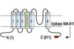 anti-Cyclic Nucleotide Gated Channel alpha 3 (CNGA3) (AA 594-611), (C-Term), (Intracellular) antibody