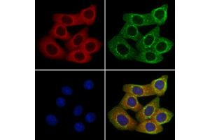 ABIN7094540 and ABIN7098589 staining Hela cells by IF/ICC. (GABRA5 anticorps  (C-Term))
