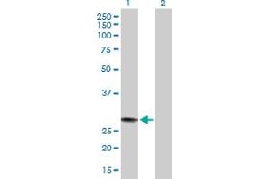 Western Blot analysis of MED7 expression in transfected 293T cell line by MED7 MaxPab polyclonal antibody.
