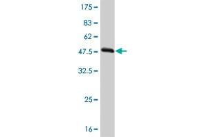 Western Blot detection against Immunogen (54. (TAZ anticorps  (AA 1-262))