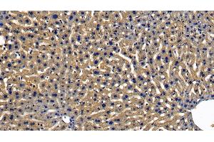 Detection of MyD88 in Mouse Liver Tissue using Polyclonal Antibody to Myeloid Differentiation Factor 88 (MyD88)