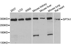 Western blot analysis of extracts of various cell lines, using SPTA1 antibody (ABIN6291367) at 1:3000 dilution. (SPTA1 anticorps)