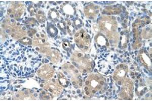 Immunohistochemical staining (Formalin-fixed paraffin-embedded sections) of human kidney with FBXO25 polyclonal antibody  at 4-8 ug/mL working concentration. (FBXO25 anticorps  (C-Term))