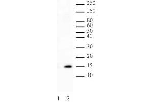 Histone H2A phospho Ser129 pAb tested by Western blot. (Histone H2A anticorps  (pSer129))