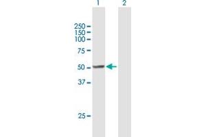 Western Blot analysis of RUVBL2 expression in transfected 293T cell line by RUVBL2 MaxPab polyclonal antibody. (RUVBL2 anticorps  (AA 1-463))