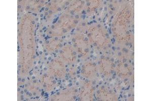 IHC-P analysis of Mouse Tissue, with DAB staining. (Kallikrein 7 anticorps  (AA 30-249))